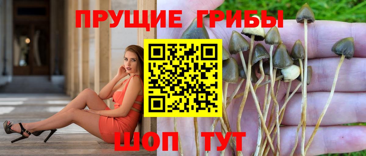 Нижнеудинск  Галлюциногенные грибы прущие грибы  Псилоцибиновые грибы GOLDEN TEACHER  Вход с VPN 